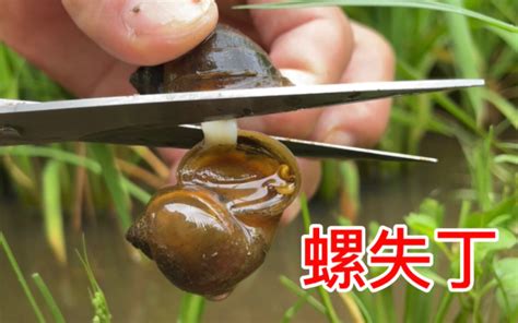 给福寿螺绝育,解压版_哔哩哔哩_bilibili